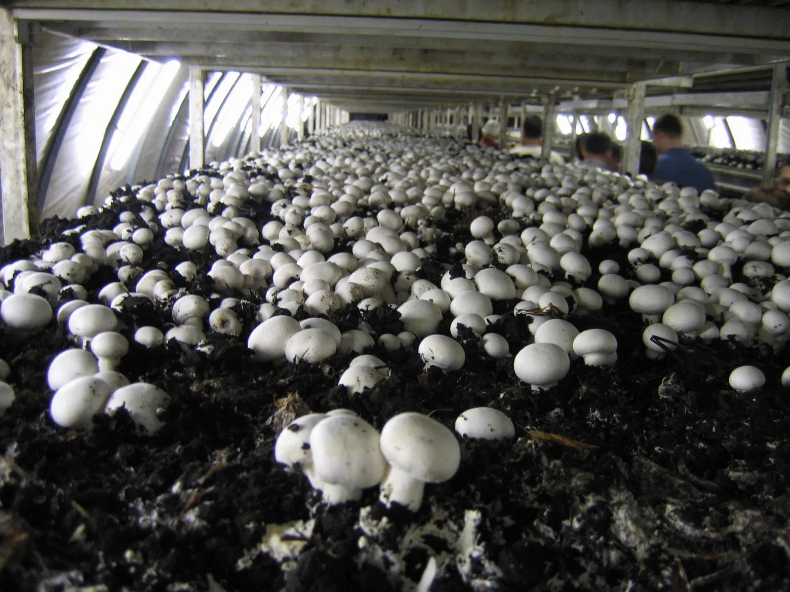 White button mushrooms on casing soil in long shelf beds inside a commercial cropping room near Eger, Hungary.