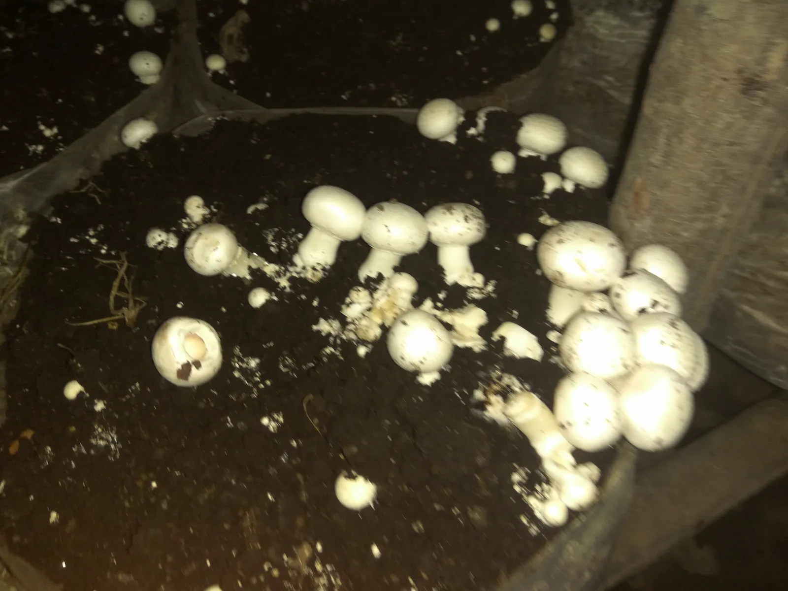 A few button mushrooms and pinheads emerging from black casing soil in compost bags, Tamil Nadu (uploaded by a TNAU student); dim and slightly soft.