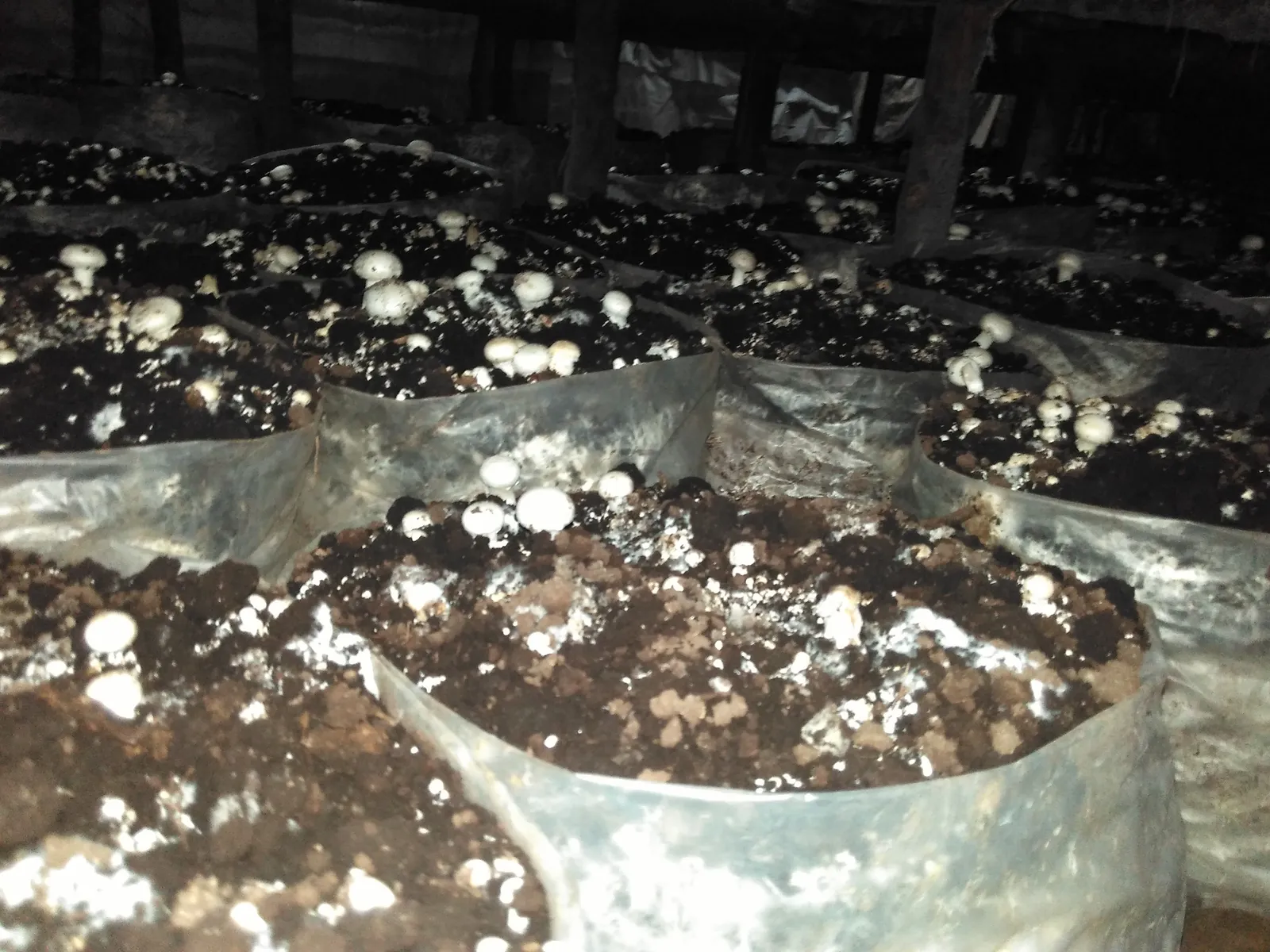 Polythene compost bags topped with dark casing soil and emerging button-mushroom pinheads in a dim cropping room, Tamil Nadu (uploader is a TNAU student; Tamil caption 'mushroom cultivation method').