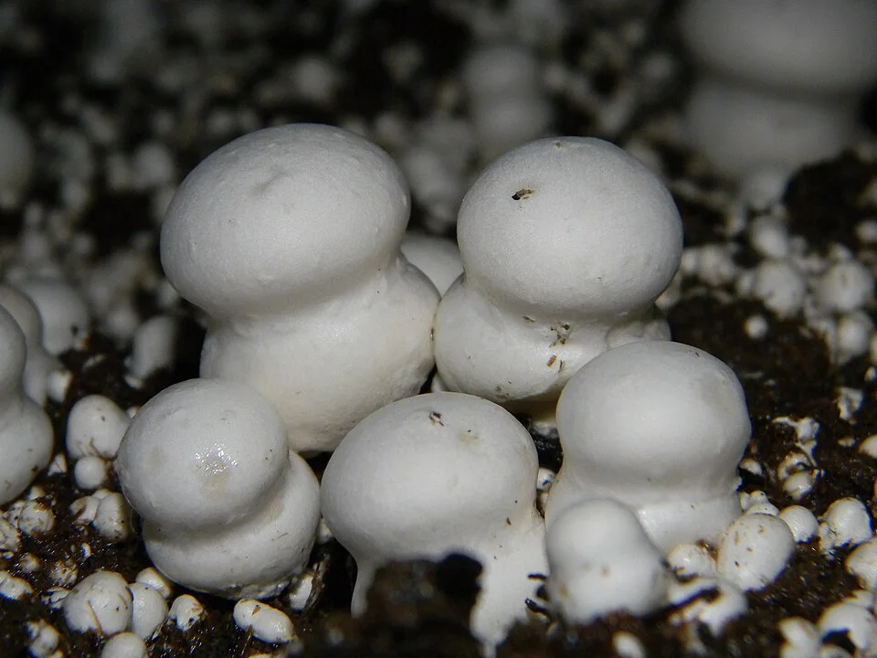 Real close photograph of white Button Mushrooms growing on a dark casing surface.