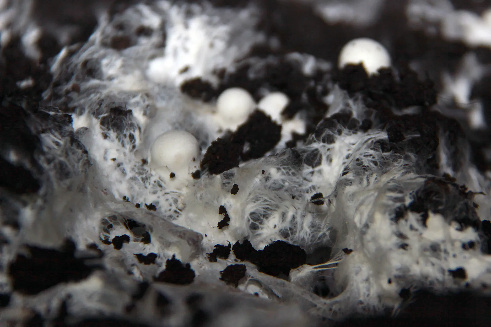 Close-up of white Agaricus mycelium running through dark compost with small button pinheads, Pradejón, La Rioja, Spain.